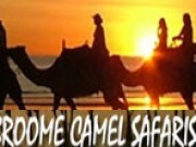 Broom Camel Safaris
