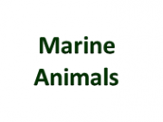 Marine Life Page