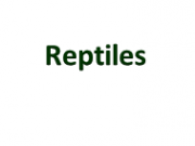 Reptile Page